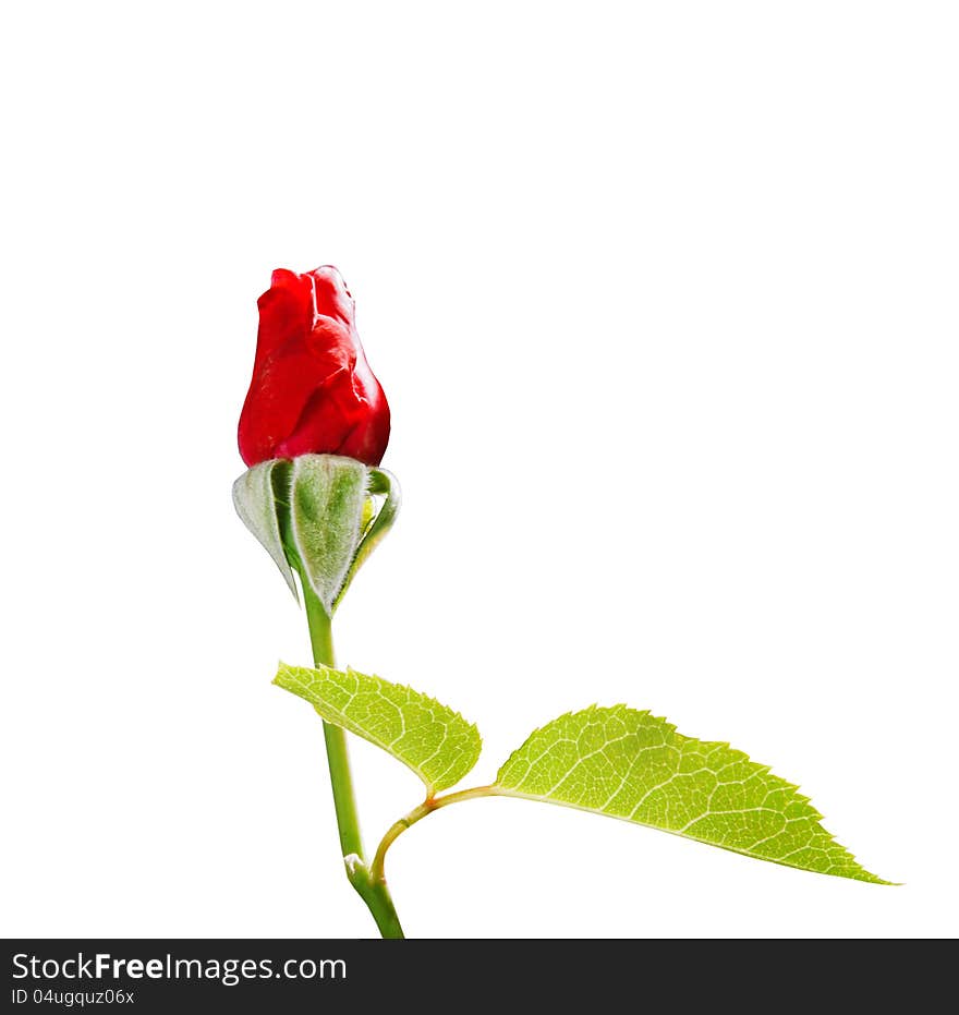 Red rose isolated on the white