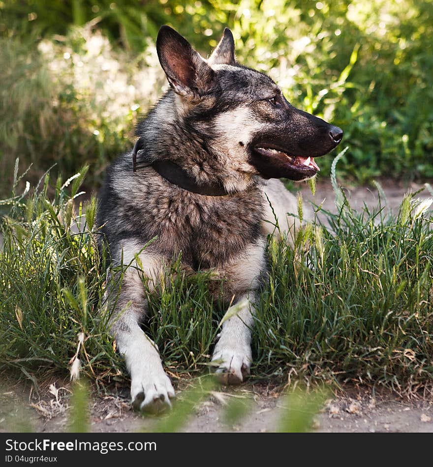 Good dog laying in the grass