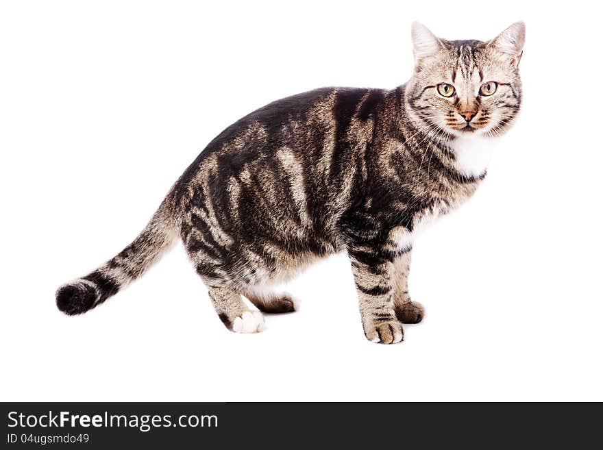 European cat in front on a white background