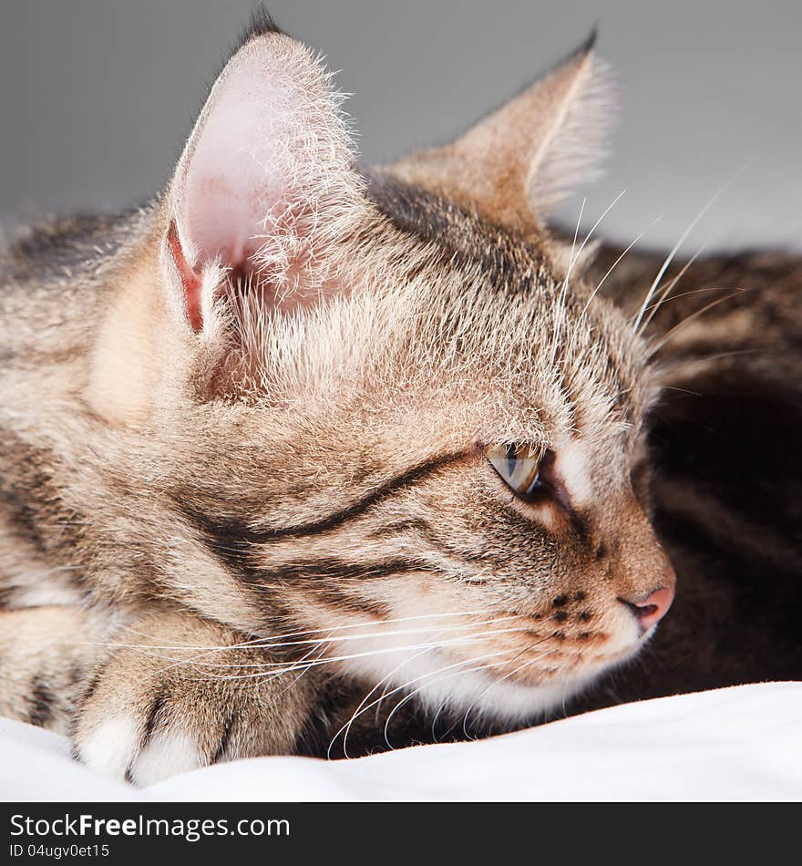 Close-up european cat in front on a gray background