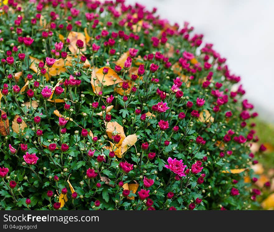 Colorful bushes chrysanthemums in the garden