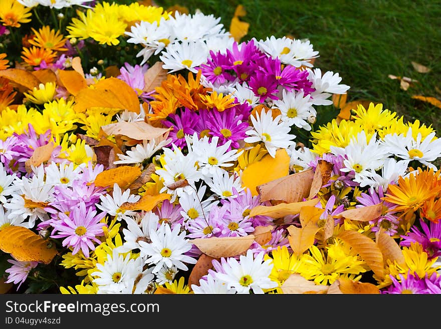 Colorful Bushes Chrysanthemums In The Garden