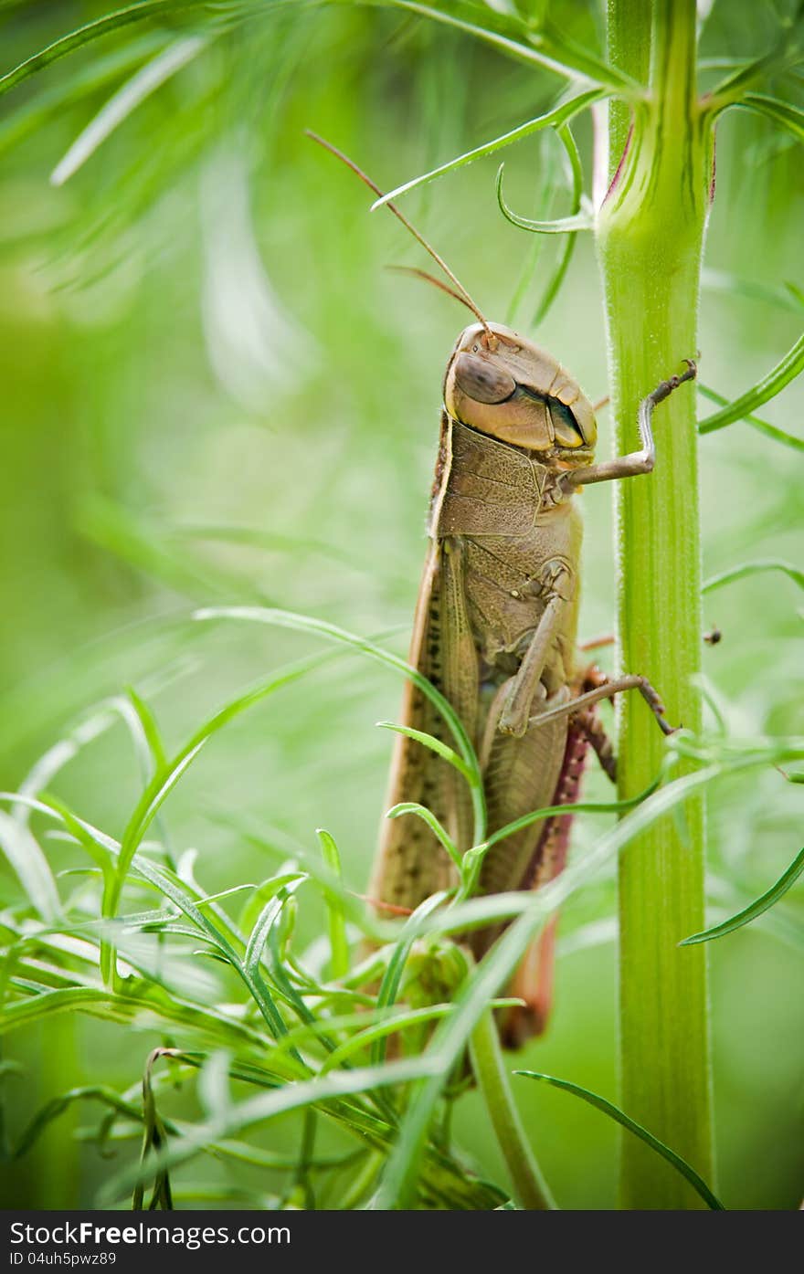 Brown grasshopper clings on green plant branch