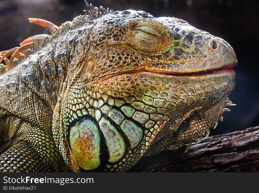 Macro / Closeup an iguana face