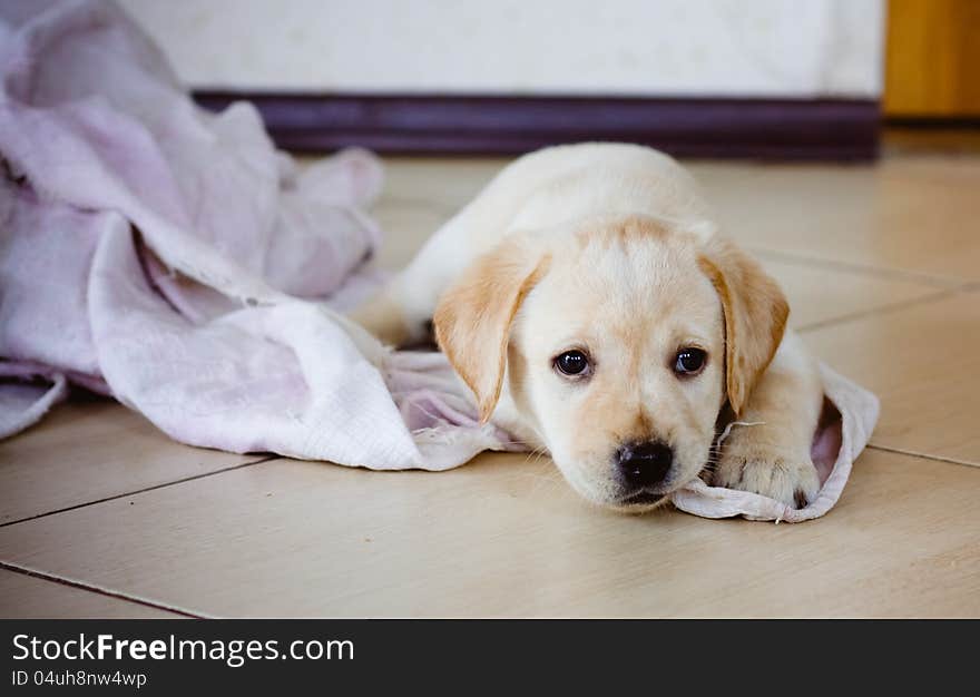 Golden Retriever Puppy Of 7 Weeks Old. Golden Retriever Puppy Of 7 Weeks Old