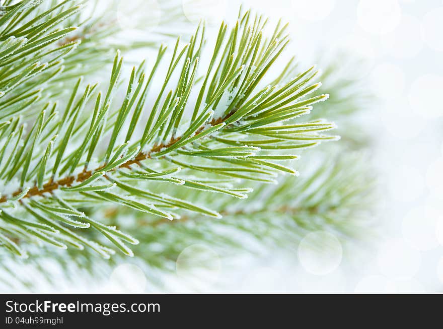 Pine branches covered with hoarfrost. Pine branches covered with hoarfrost