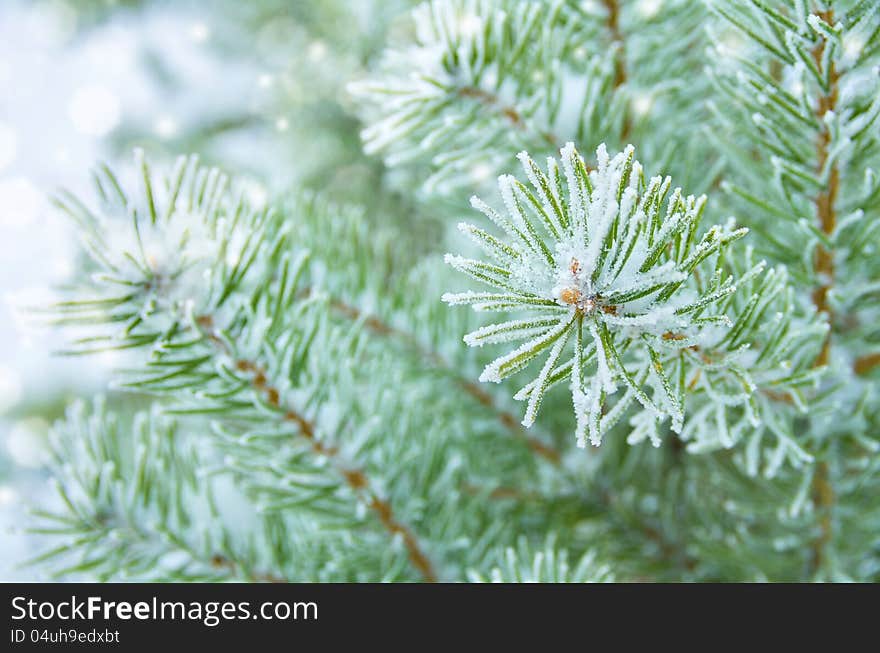 Pine branches covered with hoarfrost. Pine branches covered with hoarfrost