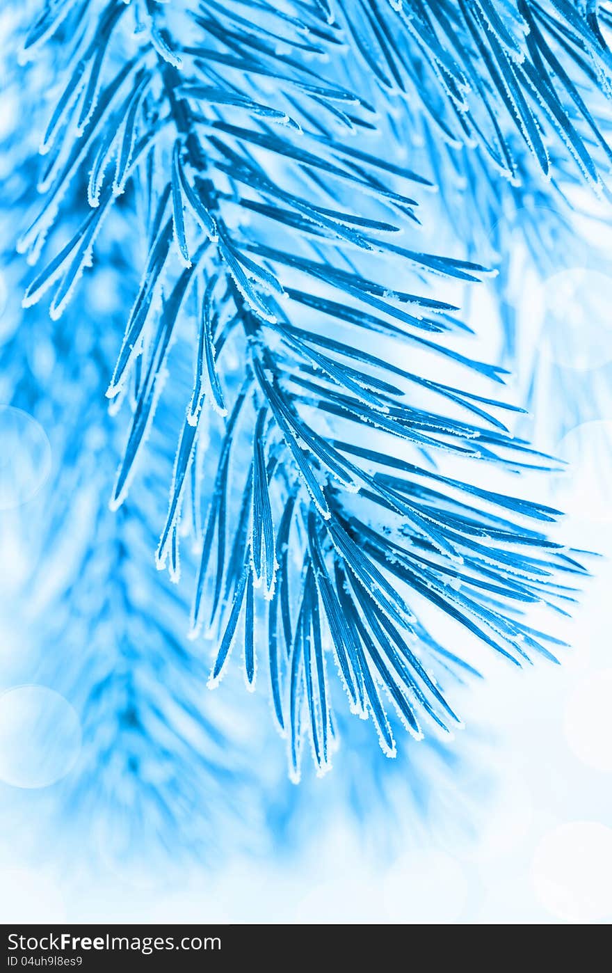 Pine branches covered with hoarfrost. Pine branches covered with hoarfrost