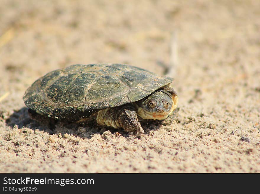 An old water terrapin (water tortoise) sunbathing before sunset. Photo taken on a game ranch in Namibia, Africa. An old water terrapin (water tortoise) sunbathing before sunset. Photo taken on a game ranch in Namibia, Africa.