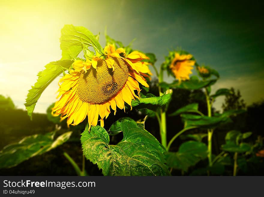 Sunflower in a field of sunflowers