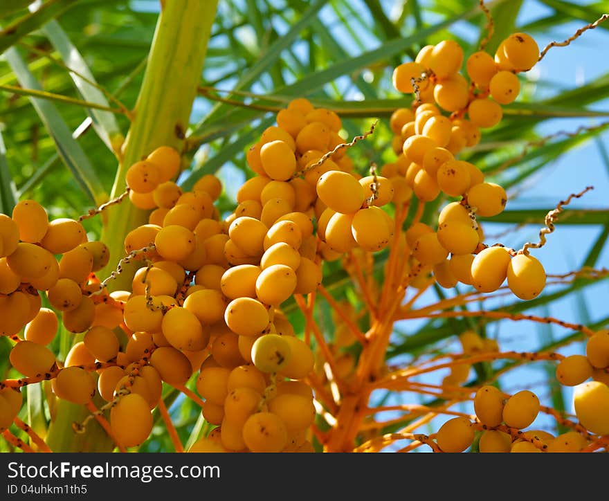 Among the green leaves of palm trees against a blue sky, you can see the bright yellow palm fruits. Among the green leaves of palm trees against a blue sky, you can see the bright yellow palm fruits.