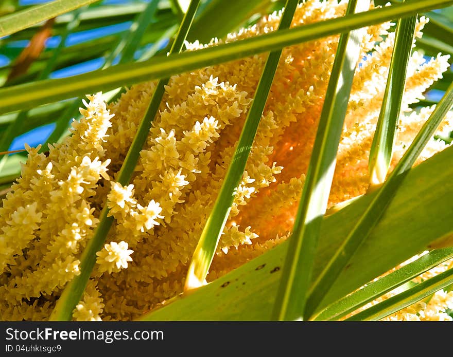 The bright yellow flowers of palms, illuminated by the sun visible through the green foliage. The bright yellow flowers of palms, illuminated by the sun visible through the green foliage.