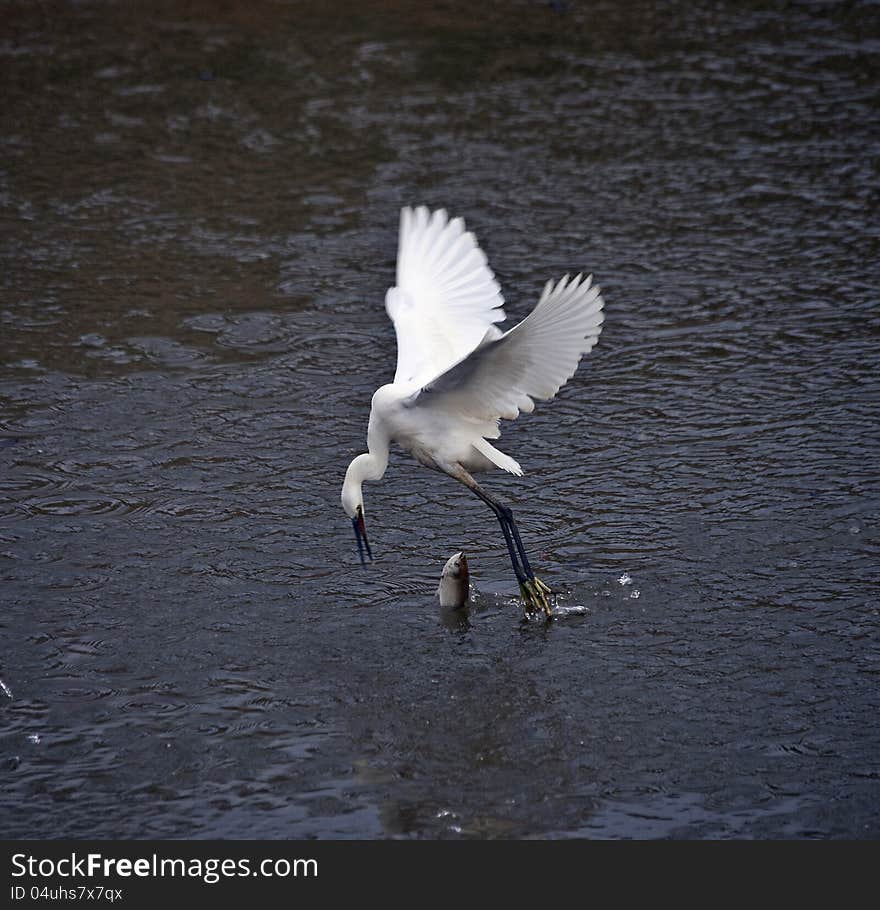 Egrets in the water feeding, accidentally stepped on fish. Although fish not buried bird abdomen, but the fish frighten the main out of the water. Egrets in the water feeding, accidentally stepped on fish. Although fish not buried bird abdomen, but the fish frighten the main out of the water.