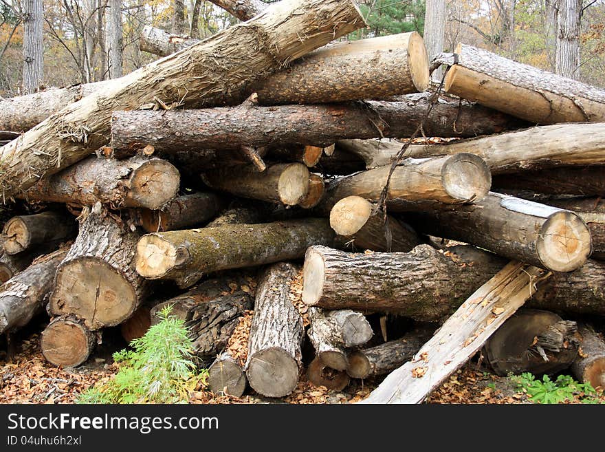 Wood preparation in a taiga