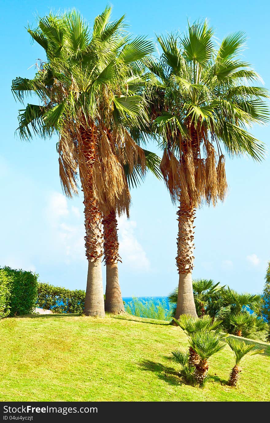 Palm tree on grass and blue sky