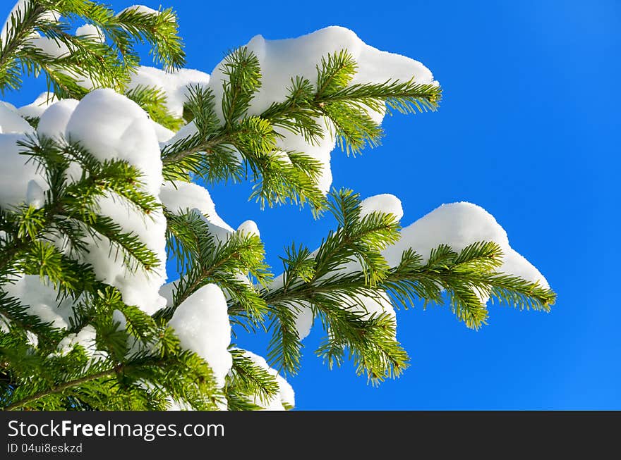 The branches of a Christmas tree in the snow. The branches of a Christmas tree in the snow