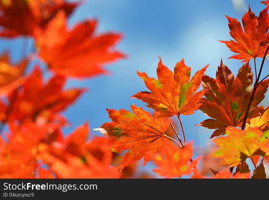 Autumn, maple leaves