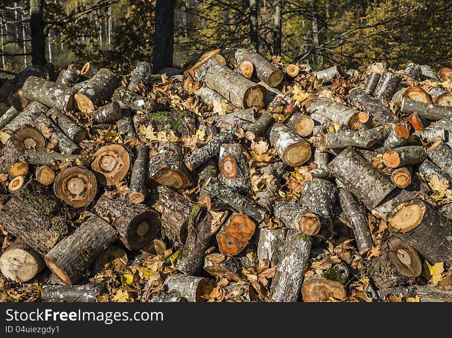 Fire-wood for camp fire at morning forest