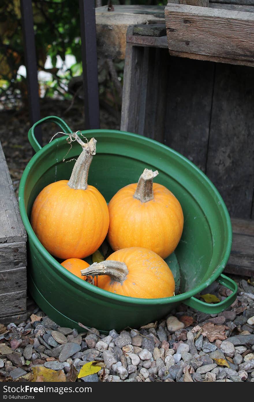 Lots of pumpkins in a pot