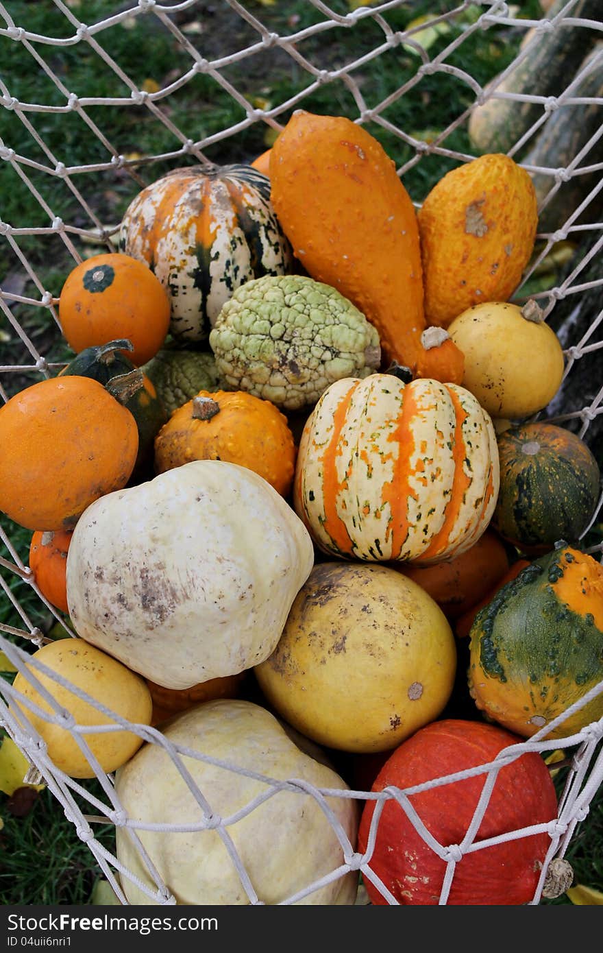 Lots of pumpkins at a market. Lots of pumpkins at a market