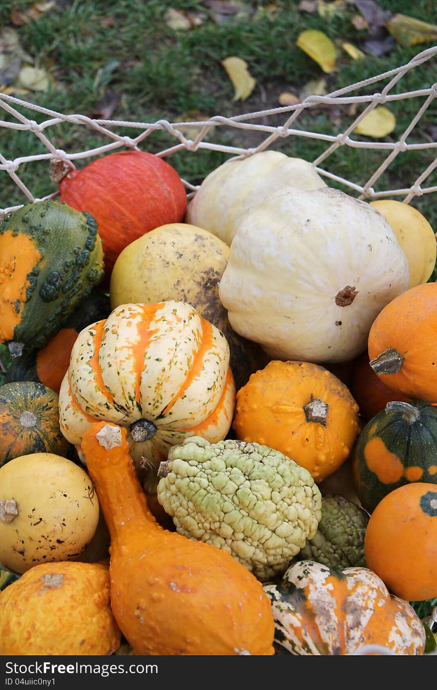 Lots of pumpkins at a market. Lots of pumpkins at a market