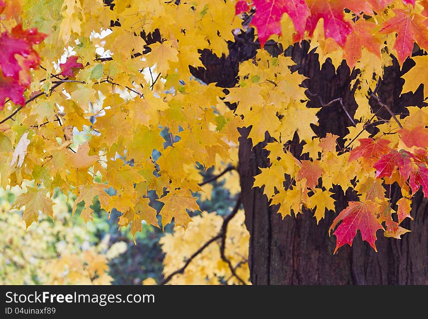 Multiple fall foliage colors in the morning.