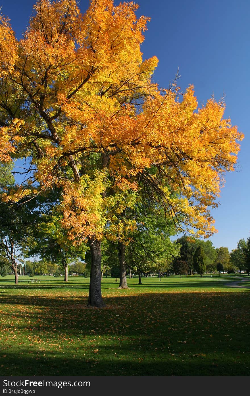 A tree changes color in the fall. A tree changes color in the fall