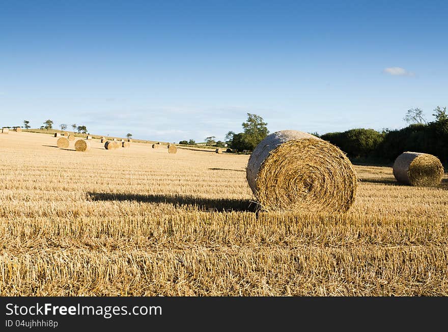 Hayfield