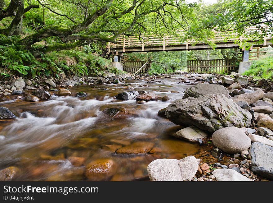 Forest stream