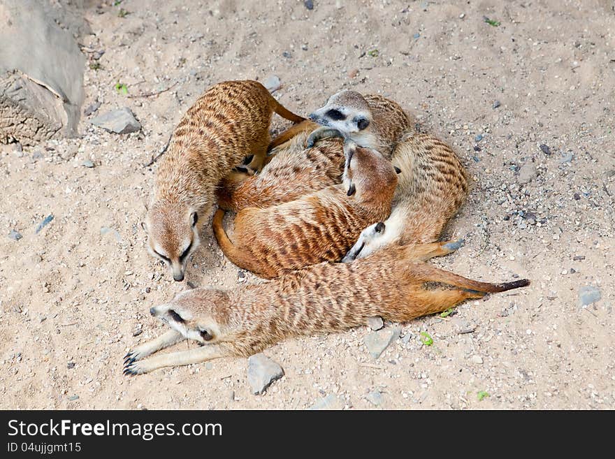 A group of lying meerkats in a Prague Zoo