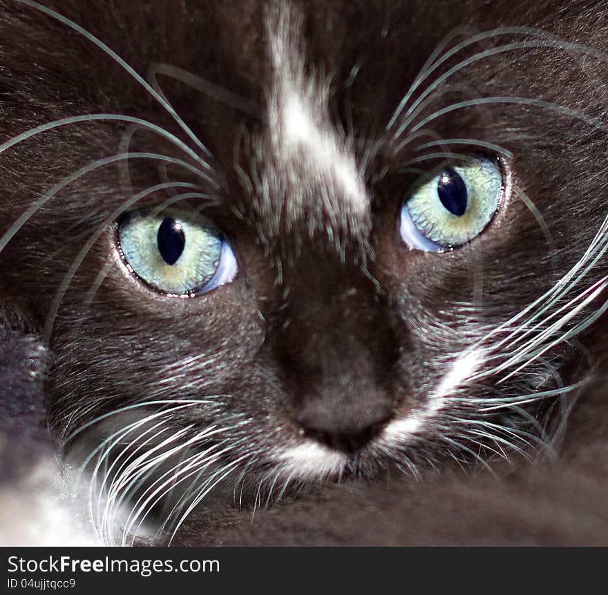 Face of the black-white kitten with blue-green eyes. Face of the black-white kitten with blue-green eyes