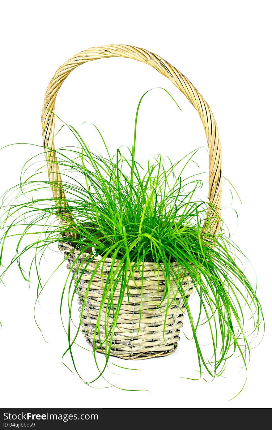 Curly Grass In The Basket