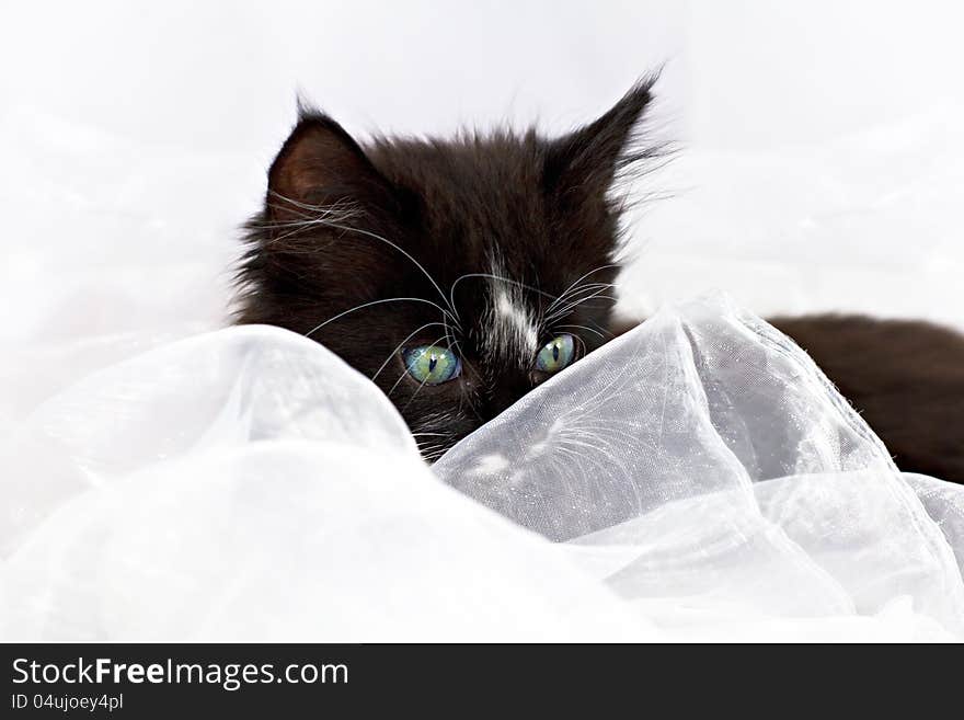 Kitten peeping through fabric