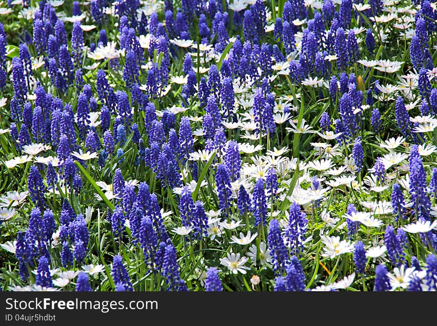 Muscari neglectum flowers in the spring garden. Muscari neglectum flowers in the spring garden