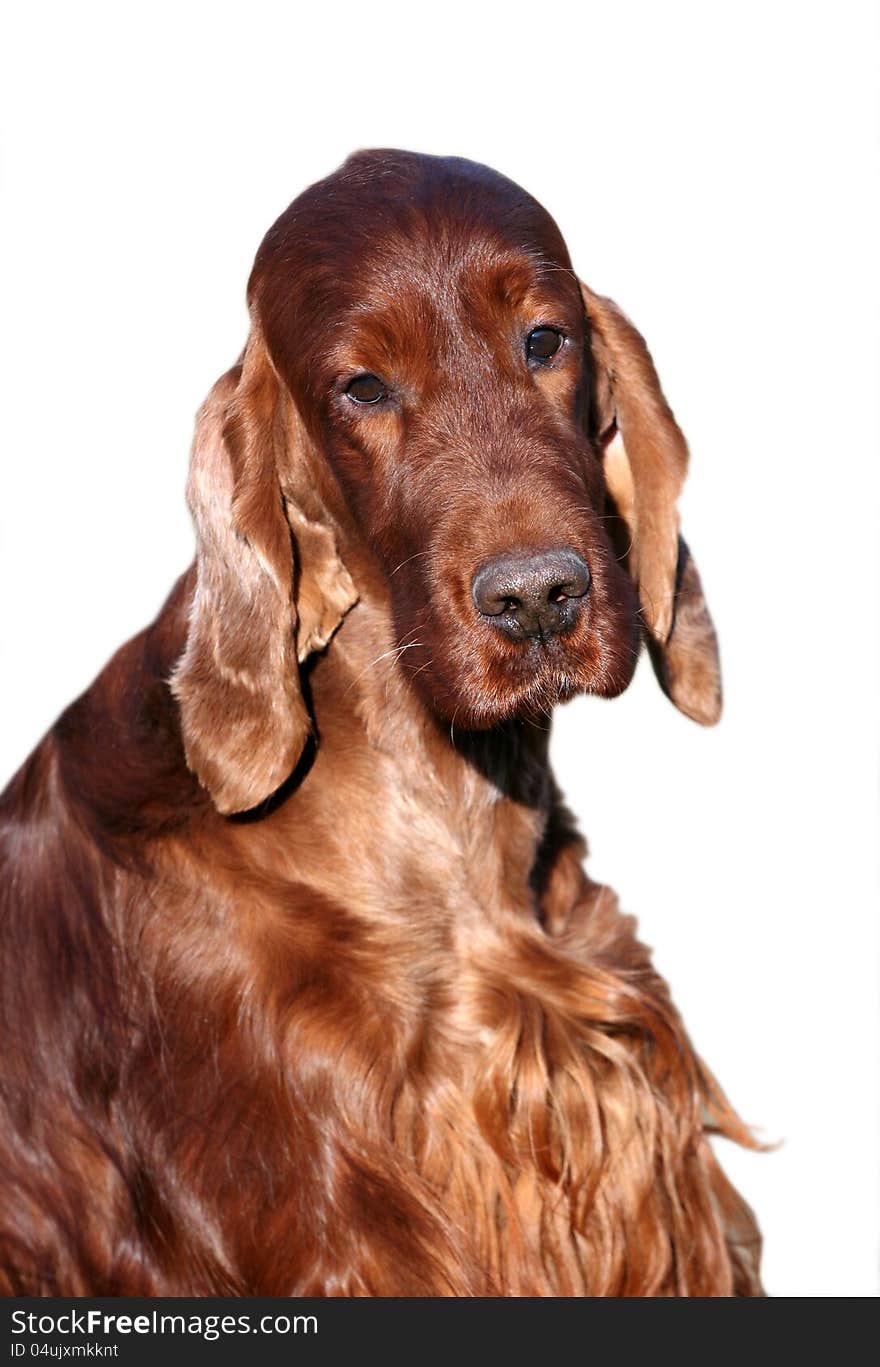 Irish Setter