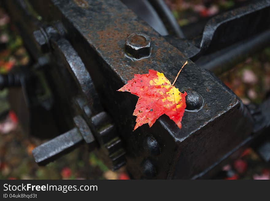 Maple leaf and rusty railway metal piece. Maple leaf and rusty railway metal piece