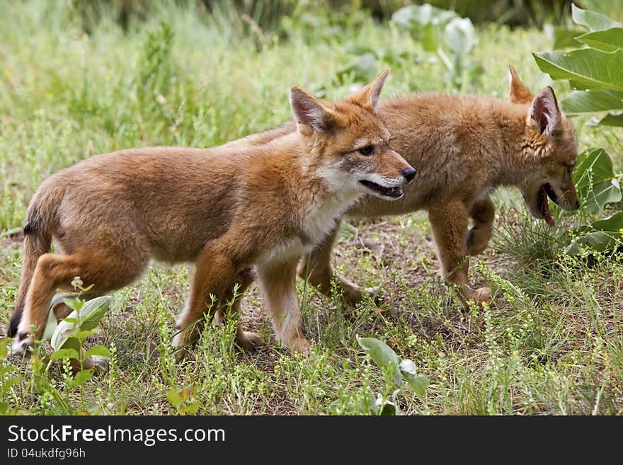 The two young coyotes are running, jumping and biting while staying close together. The two young coyotes are running, jumping and biting while staying close together.