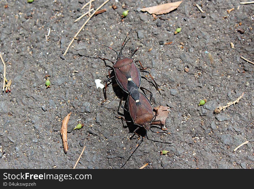 The two Brown Marmorated Stink Bugs mating on the ground are a member of the pentatomidae species and a common declared agricultural pest world wide where they attack crops.