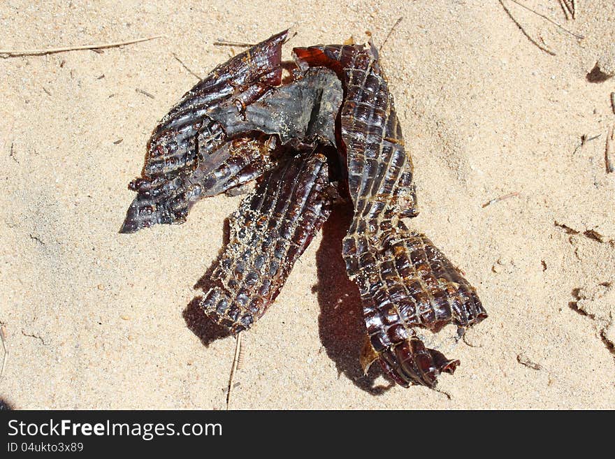 The dried old Australian snake skin shed in spring from a large reptile lies in the sun in the sand dunes enabling the snake to continue growing a new scaly covering on its long body.