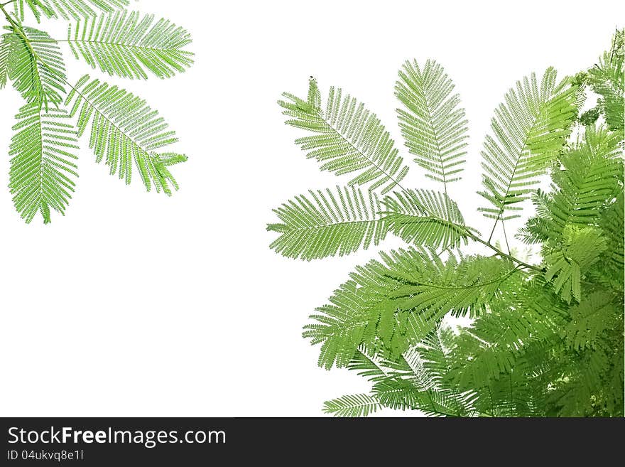 Green leaves and branches ,Include Clipping Paths