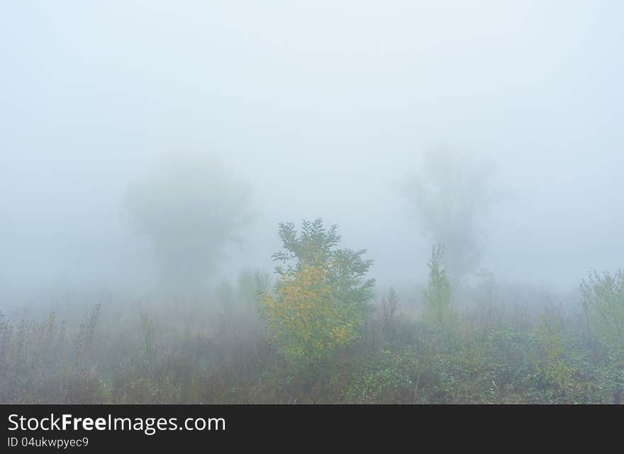 Autumn Foliage And Morning Mist In The Forest