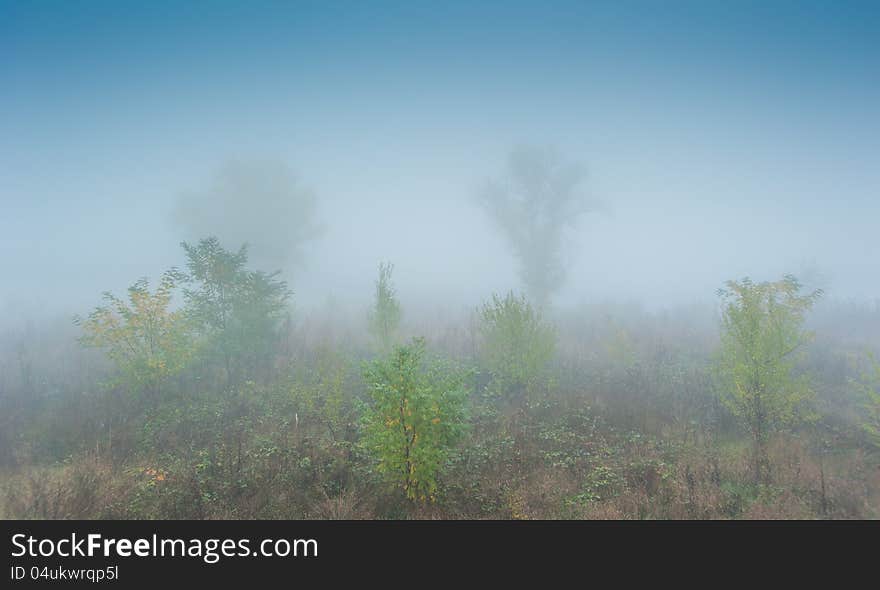 Autumn foliage and morning mist in the forest