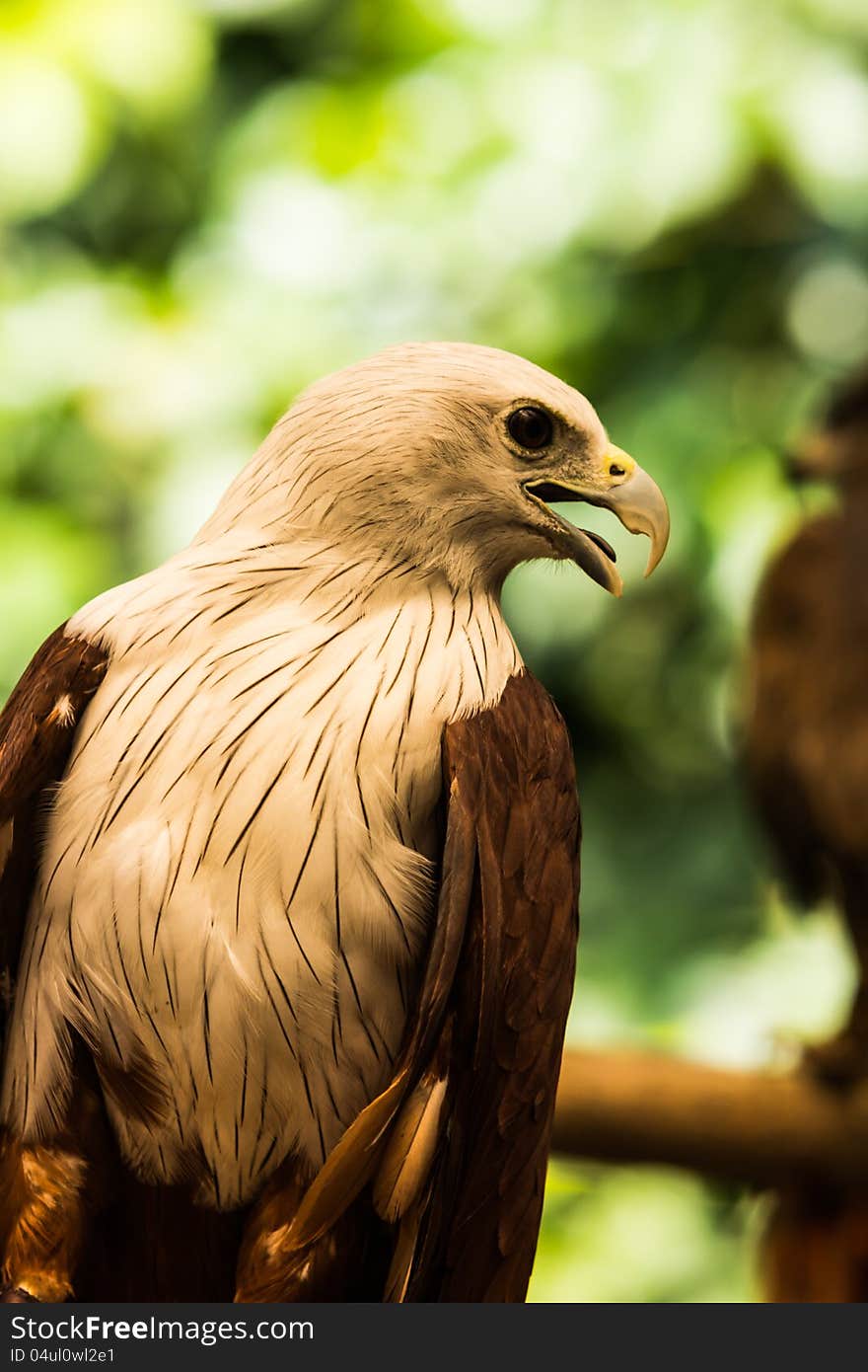 The eagles on tree in zoo.