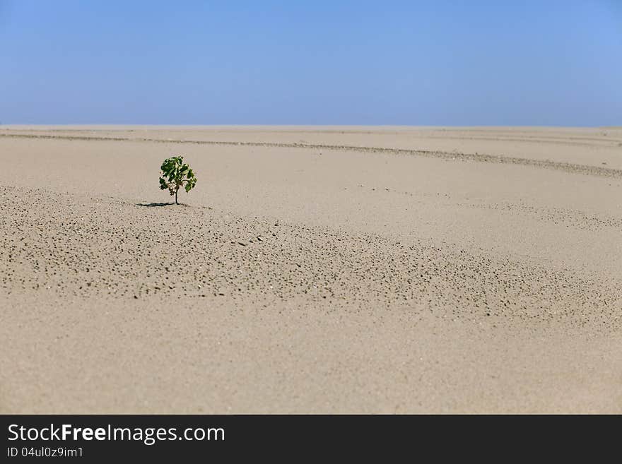 Lonely plant in the desert in a hot sunny day