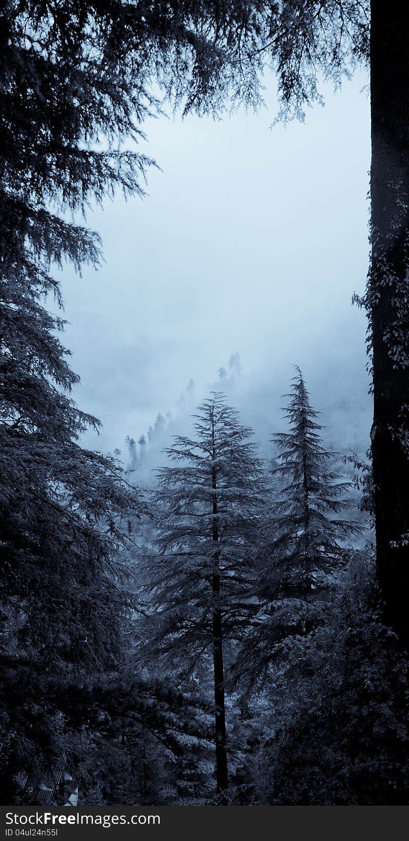 Autumn forest in mist. Blue colored image