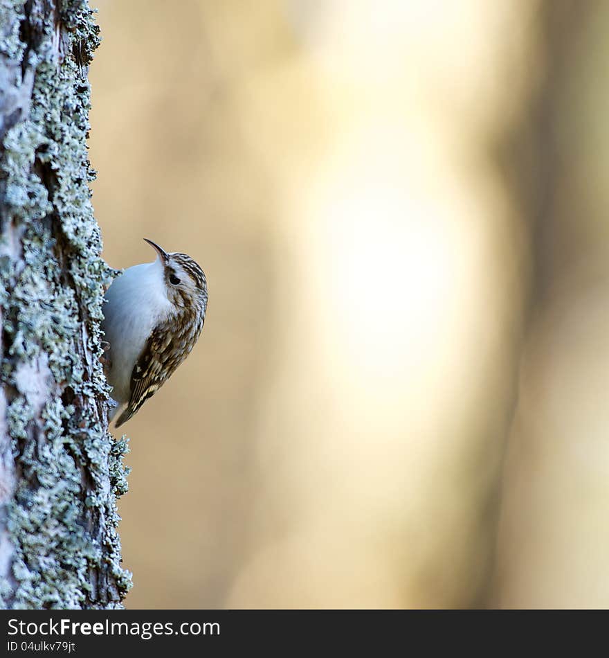 Tree-creeper &x28;Certhia familiaris&x29