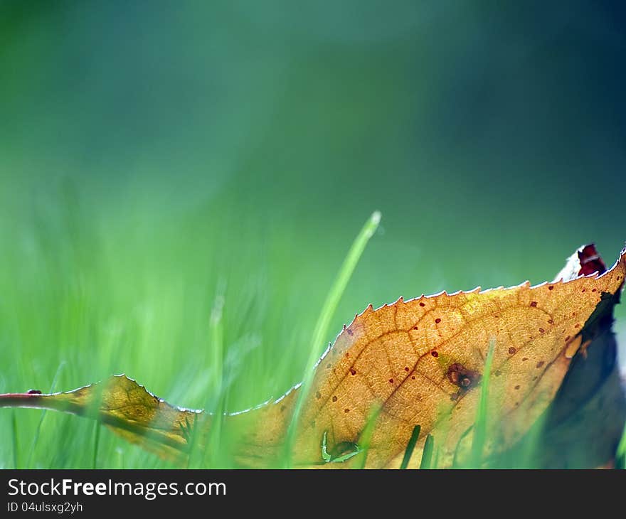 Leaf On The Grass