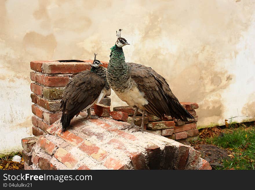 Two Peacocks