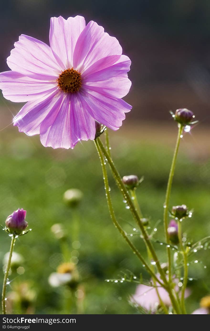 Pink flowers drenched with raindrops