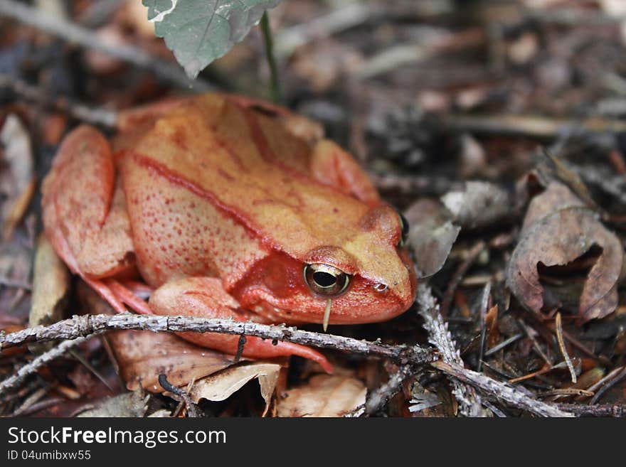 Frog as a symbol of money and luck